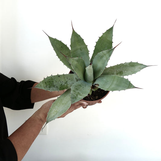 Agave macroacantha X ovatifolia succulent with broad spiny leaves and bluish-green texture in pot