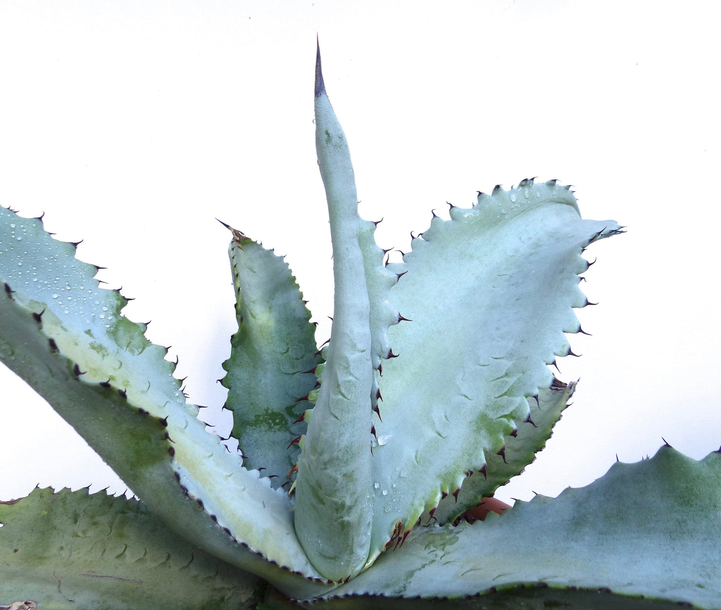 Agave marmorata