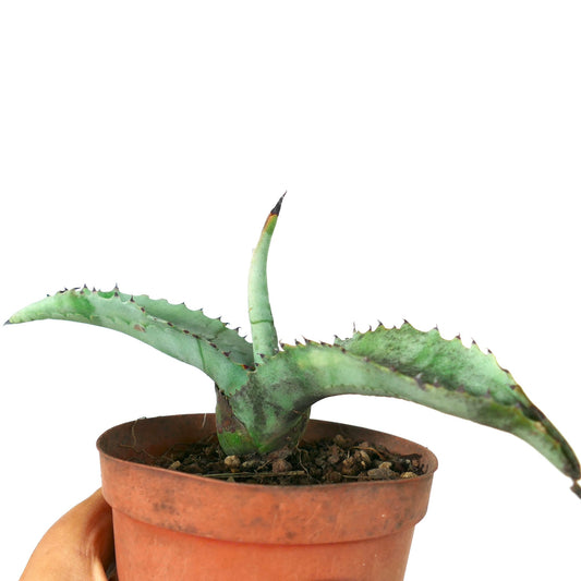 Agave marmorata succulent with thick spiny leaves and mottled green texture in pot