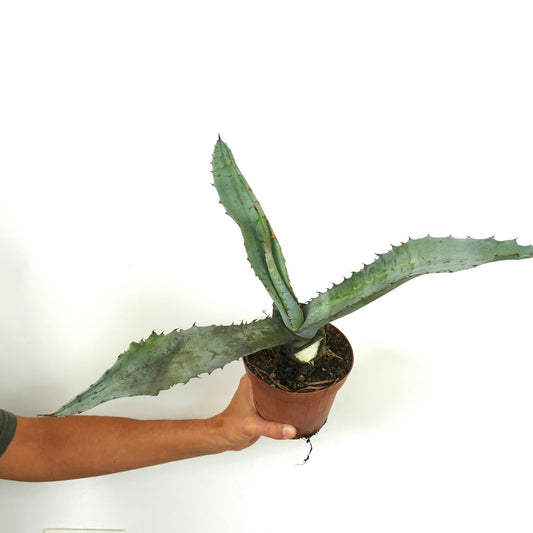 Agave marmorata succulent with long blue-green spiny leaves in a small pot