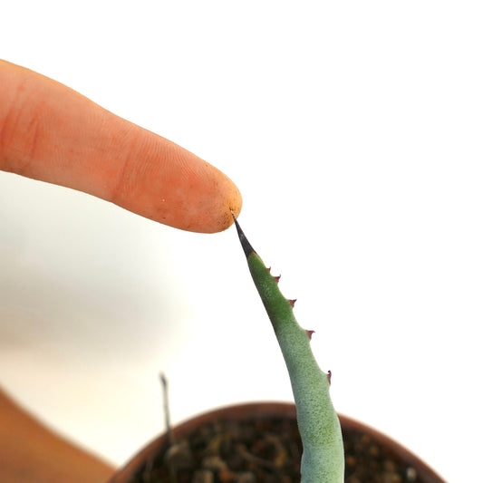 Agave marmorata succulent with slender green leaf and sharp black spine tip close-up