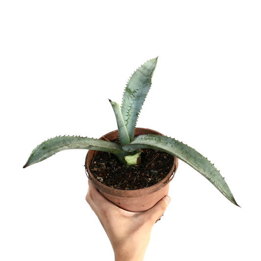 Agave marmorata succulent with long spiky blue-green leaves in terracotta pot held by hand