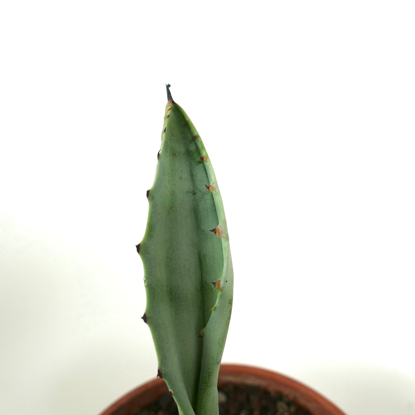 Agave marmorata succulent with thick blue-green leaves and small brown spines in pot