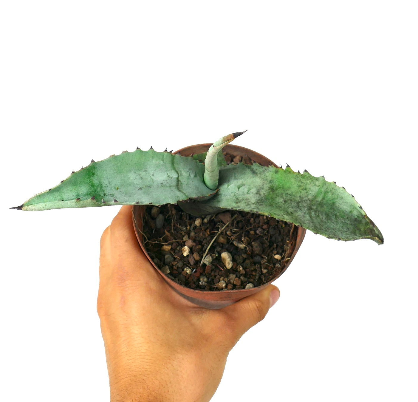 Agave marmorata succulent with broad blue-green leaves and small spines along edges in pot held by hand