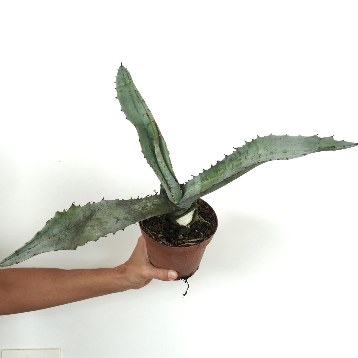 Agave marmorata succulent with long blue-green spiny leaves in small pot held by hand