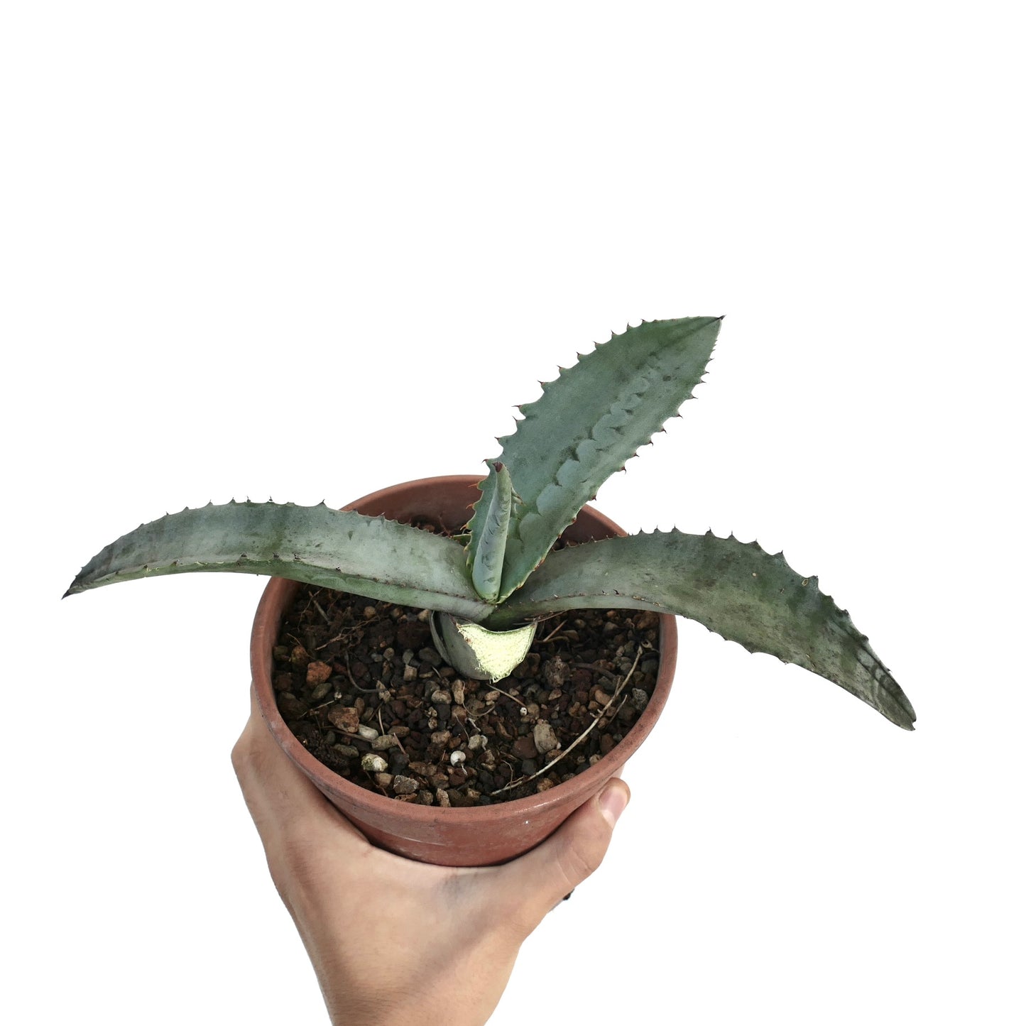 Agave marmorata succulent with thick spiny leaves in small terracotta pot held by hand