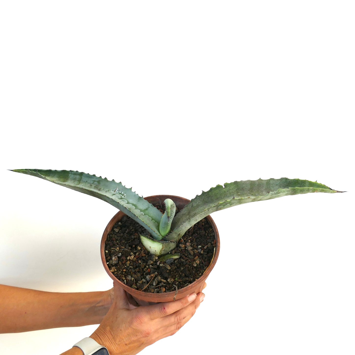 Agave marmorata succulent with long spiny blue-green leaves in terracotta pot held by hands