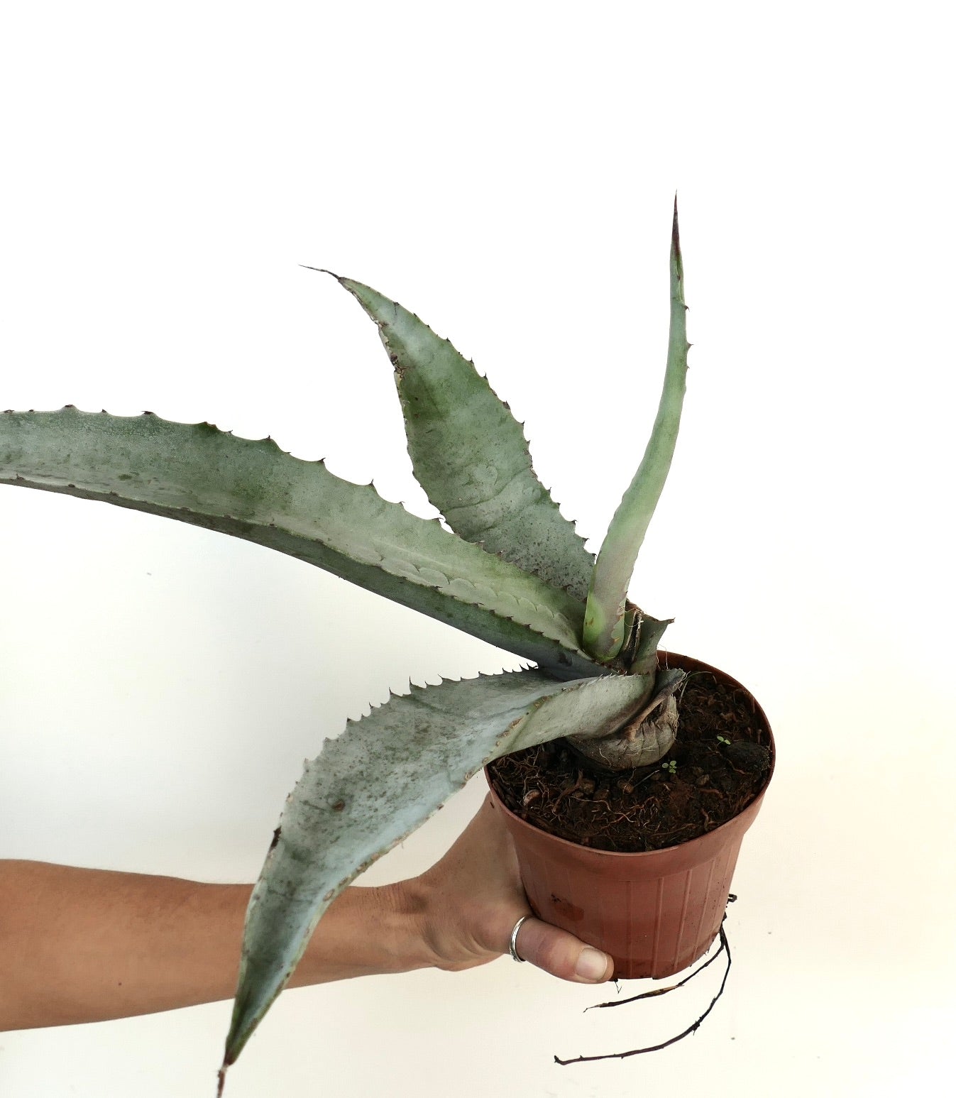 Agave marmorata succulent with thick, spiny, grey-green leaves in a small pot held by hand