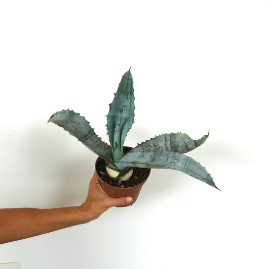 Agave marmorata succulent with broad grey-blue leaves and sharp spines in pot