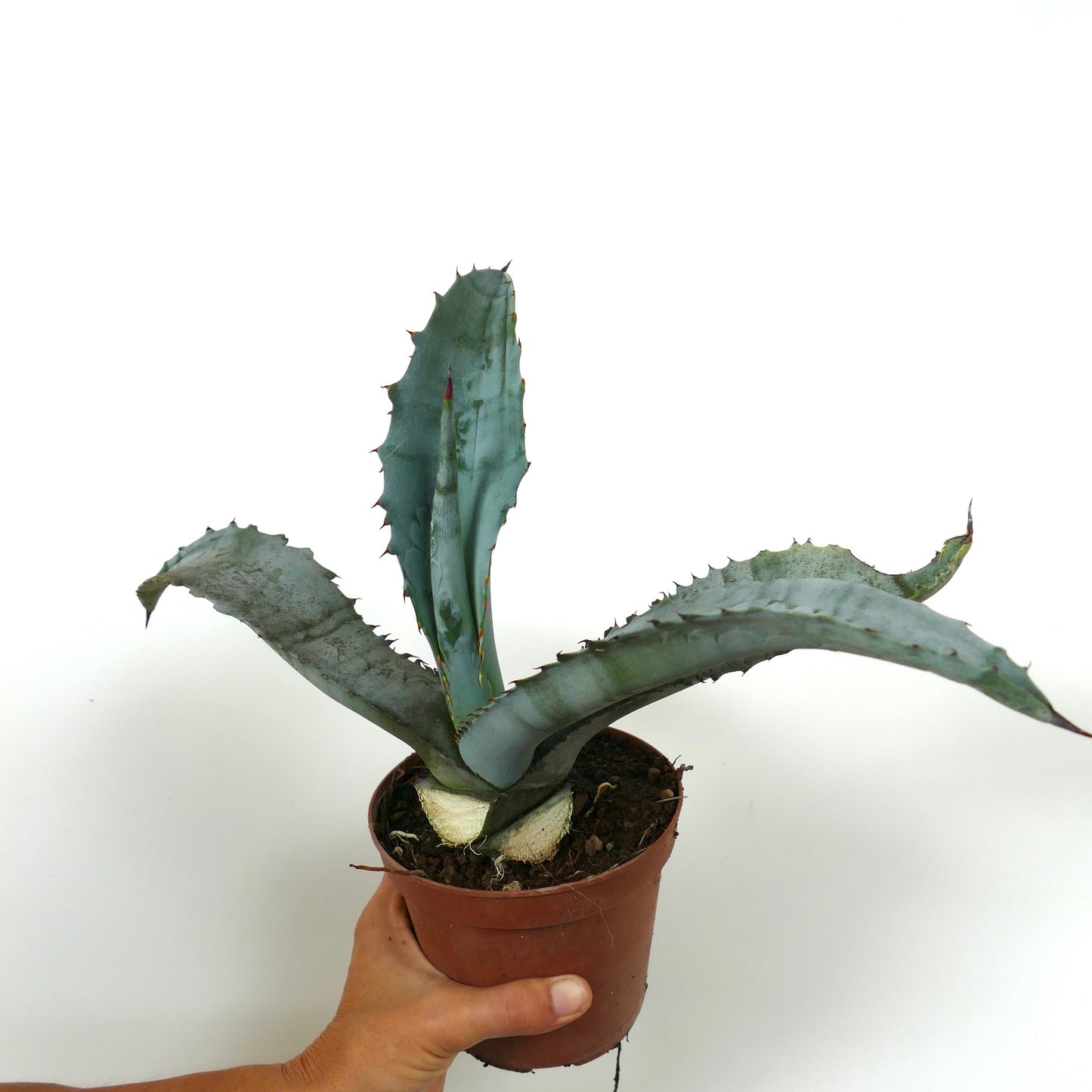 Agave marmorata succulent with broad grey-blue leaves and sharp reddish spines in pot