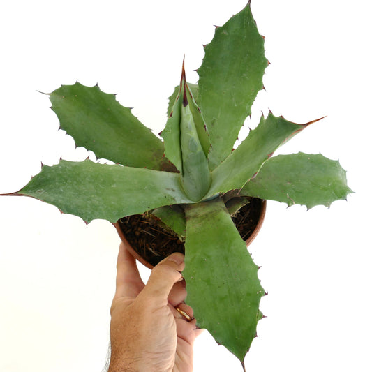 Agave marmorata x americana succulent with broad green spiny leaves in small pot