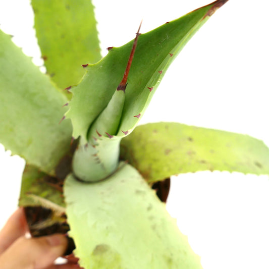 Agave marmorata x celsii succulent hybrid with thick green leaves and sharp reddish spines