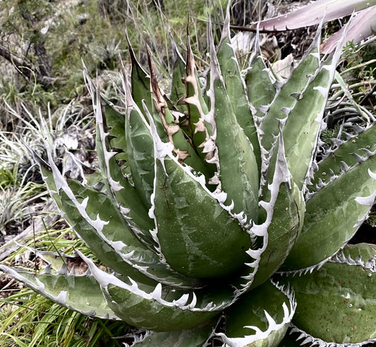 Agave megalodonta succulent with thick green leaves and prominent white spines along edges