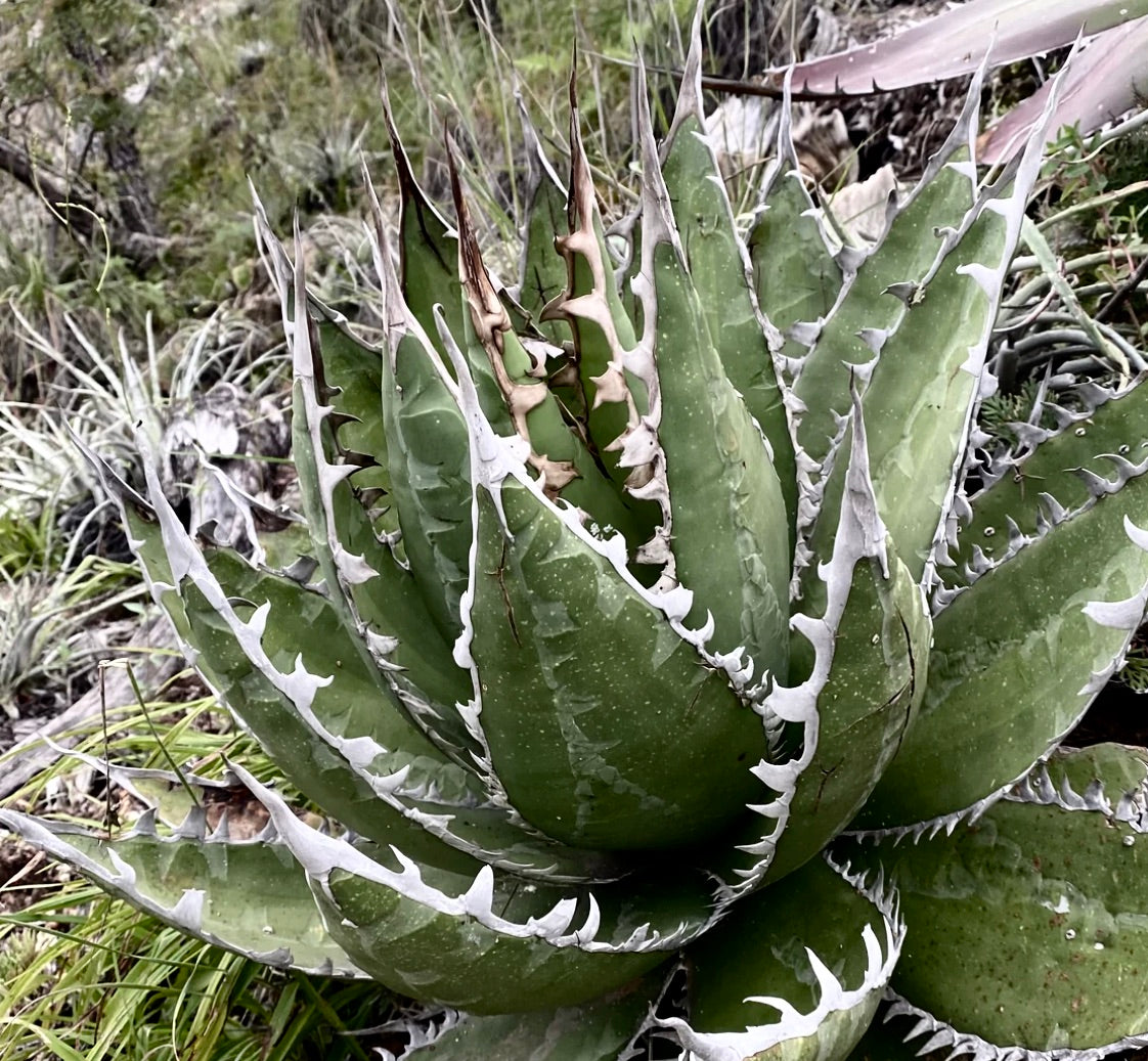 Agave megalodonta succulente avec des feuilles épaisses vertes et des épines blanches proéminentes le long des bords