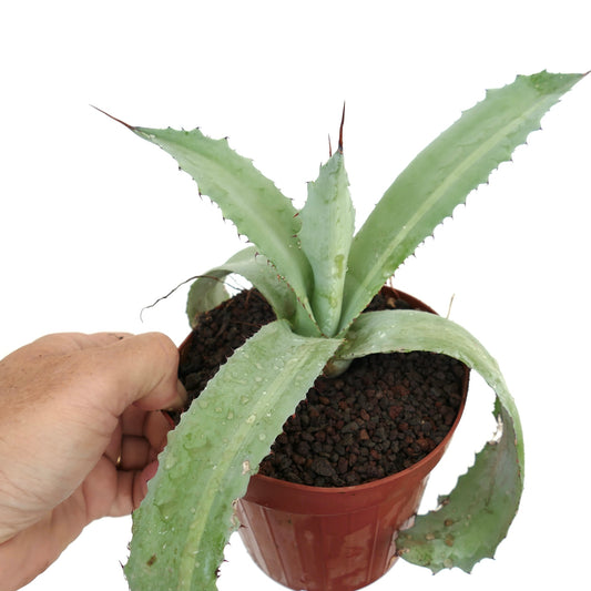 Agave obscura X Agave americana succulent with thick spiny leaves and pale green color