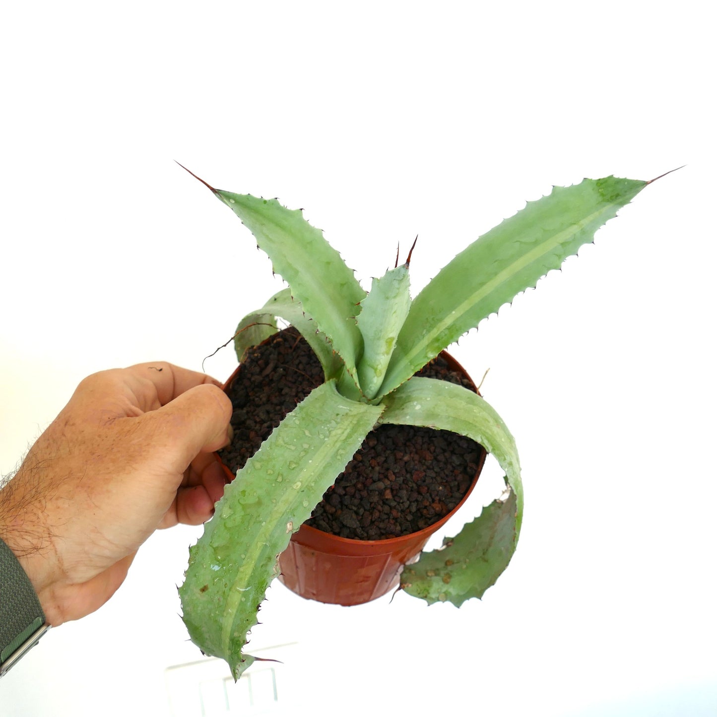 Agave obscura 'Xalapa' X Agave americana Sukkulente mit breiten, stacheligen Blättern im Topf