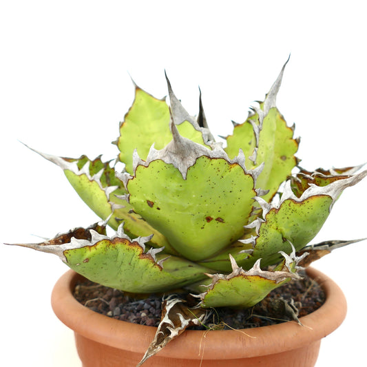 Agave oteroi succulent with thick green leaves and prominent spiny gray edges in terracotta pot