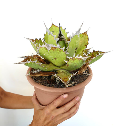 Agave oteroi succulent with thick green leaves and prominent white spines in terracotta pot