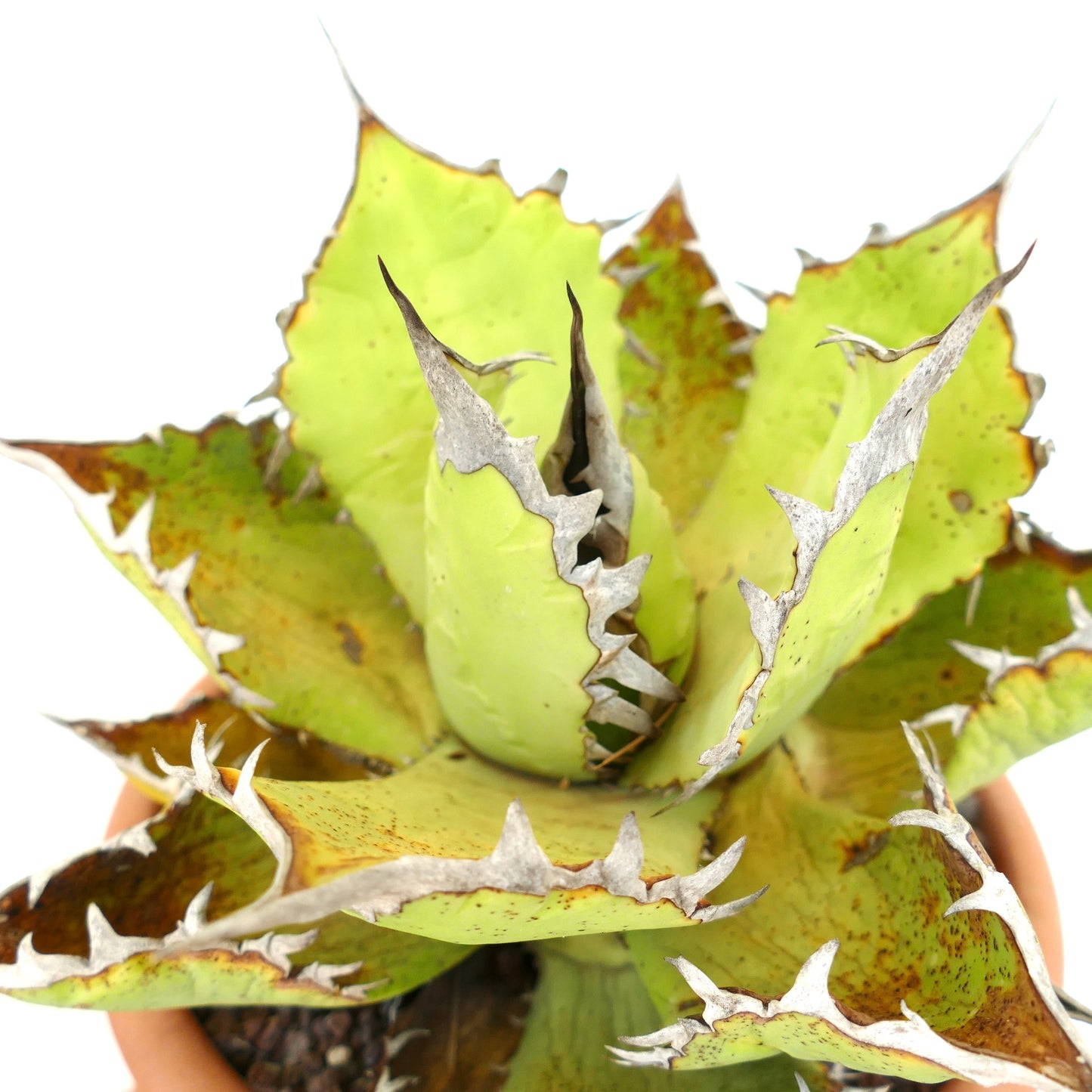 Succulenta Agave oteroi con foglie verdi spesse e spine bianche prominenti lungo i bordi