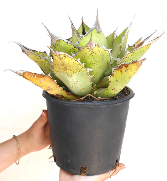 Agave oteroi succulent with thick green leaves, brown tips, and sharp spines in black pot