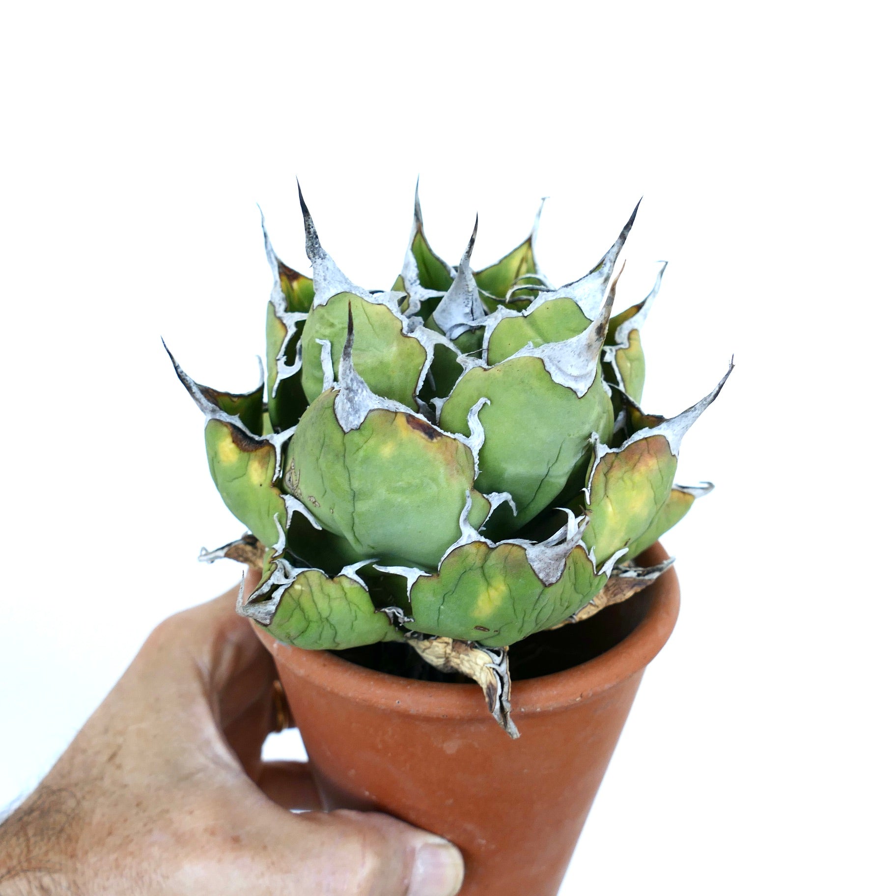 アガベ・オテロイ ワイルド コンパクト | Botanical Archive