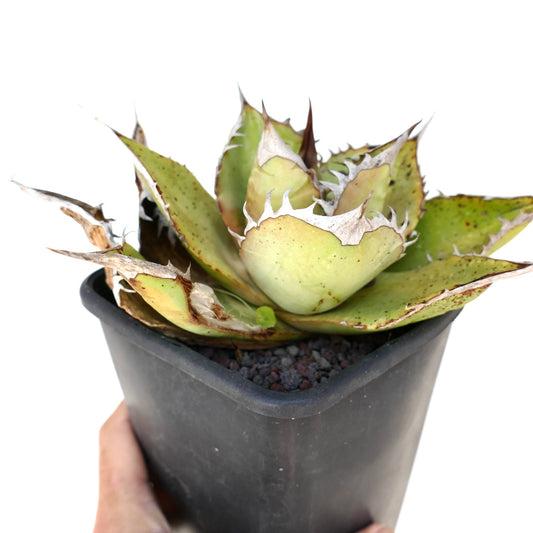 Agave oteroi succulent with thick spiny leaves and white serrated edges in black pot