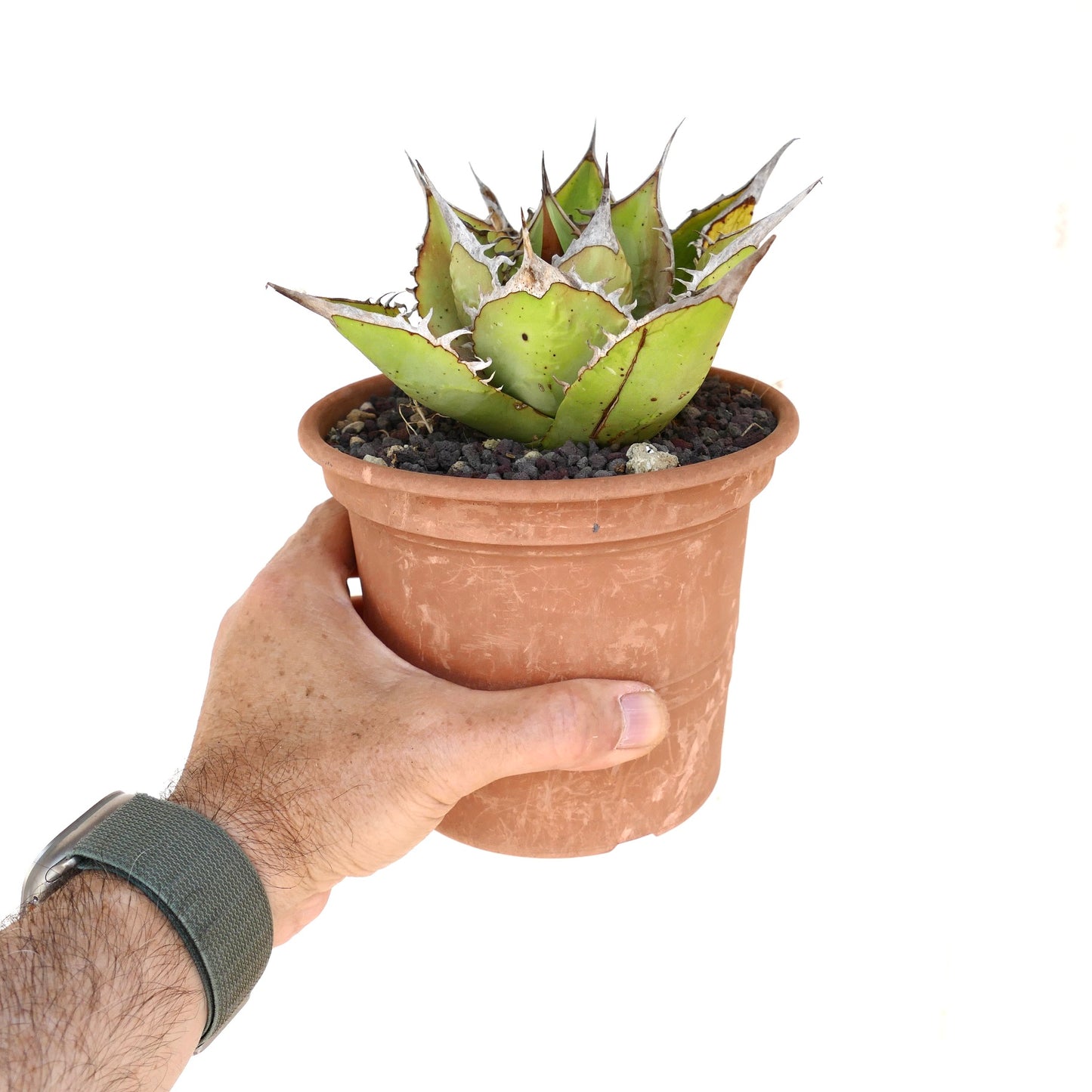 Agave oteroi SUCULENTA SILVESTRE con hojas verdes gruesas y espinas marrones afiladas en maceta de terracota