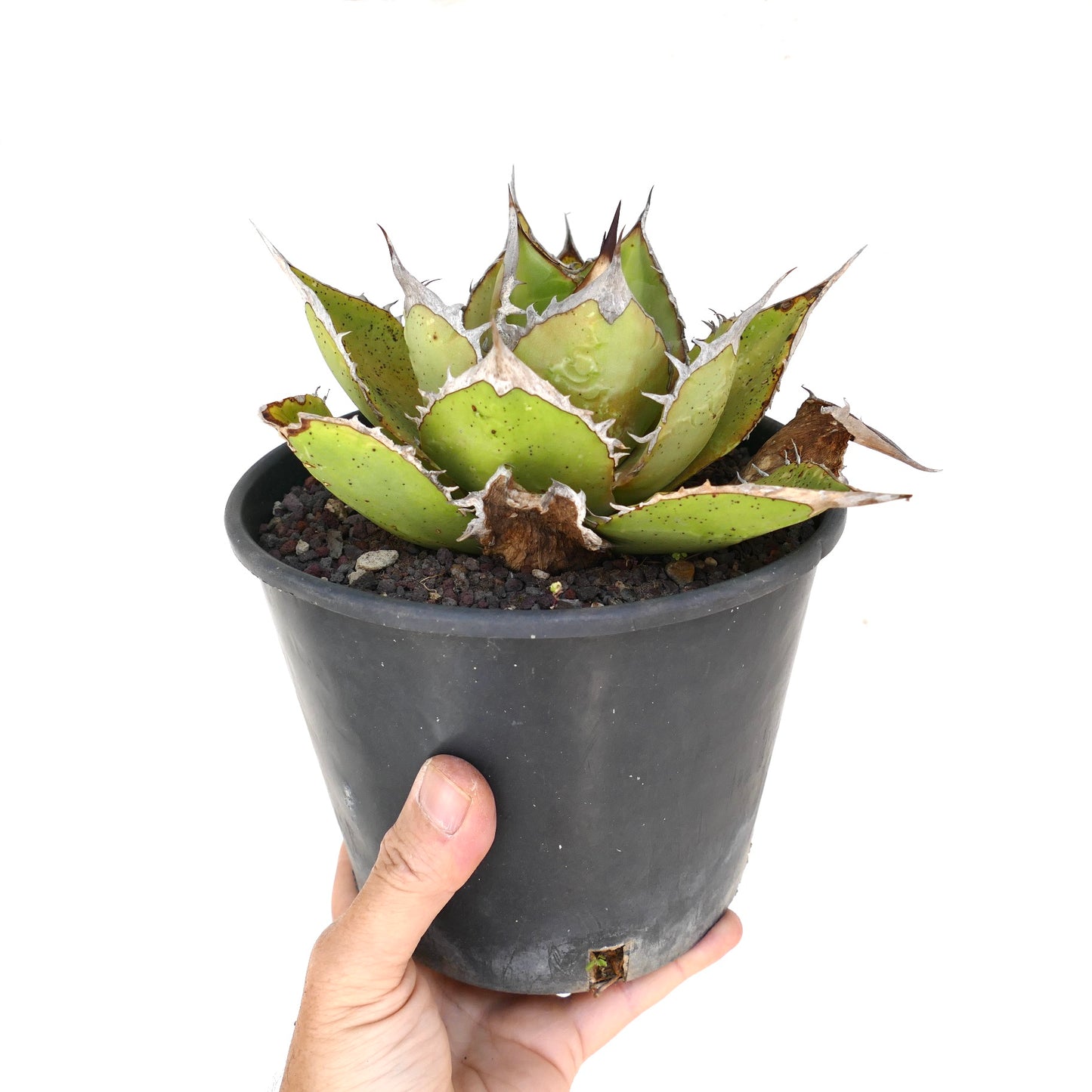 Agave oteroi succulent with thick green leaves and prominent white spines in black pot