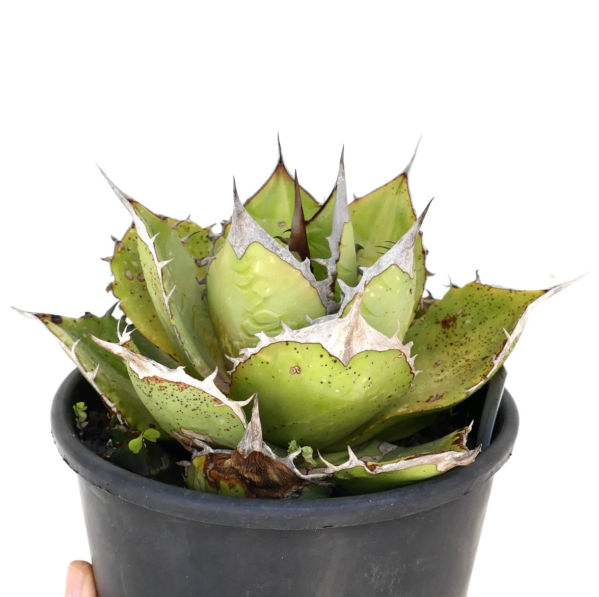 AGAVE OTEROI OAXACA 現地球オリジナルクローン ステゴサウルス AGAVE OTEROI OAXACA 現地球オリジナルクローン ステゴサウルス