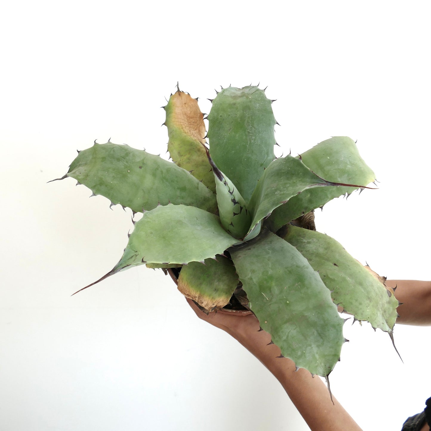 Agave ovatifolia succulent with broad blue-green leaves and long dark spines held in hands