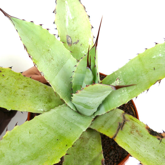Agave ovatifolia X Agave asperrima succulent hybrid with broad green leaves and sharp brown spines