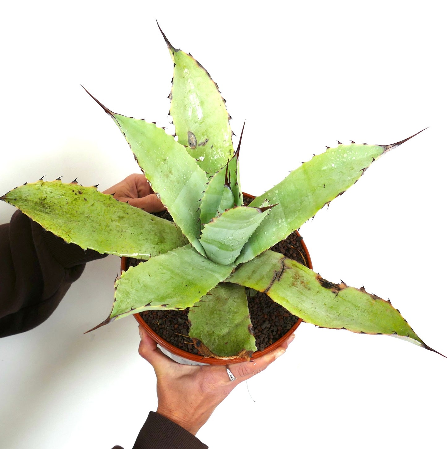 Agave ovatifolia X Agave asperrima succulent hybrid with broad spiny green leaves in pot