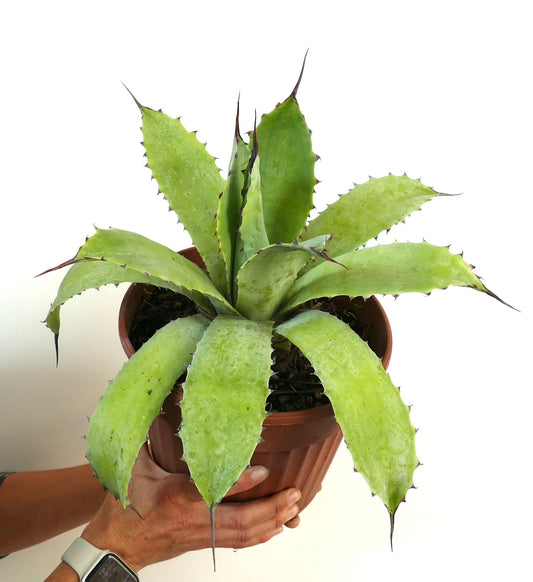Agave ovatifolia X Agave asperrima succulent hybrid with broad spiny green leaves in pot