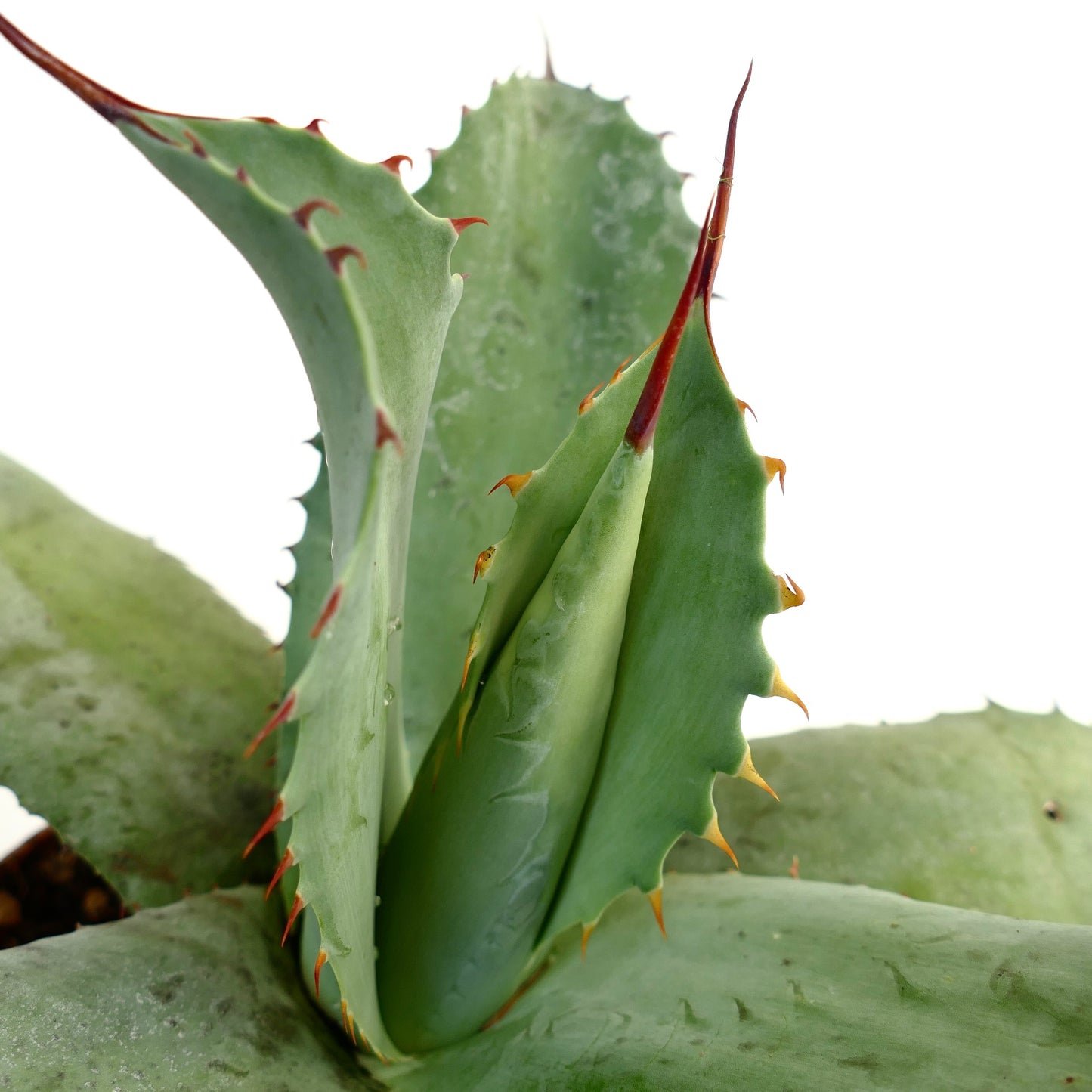 Agave ovatifolia X Agave bovicornuta X Agave celsii F3 hybrid succulent with thick green leaves and reddish spines