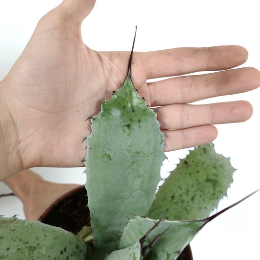 Agave ovatifolia X Agave cerulata succulent with broad blue-green leaves and dark spines