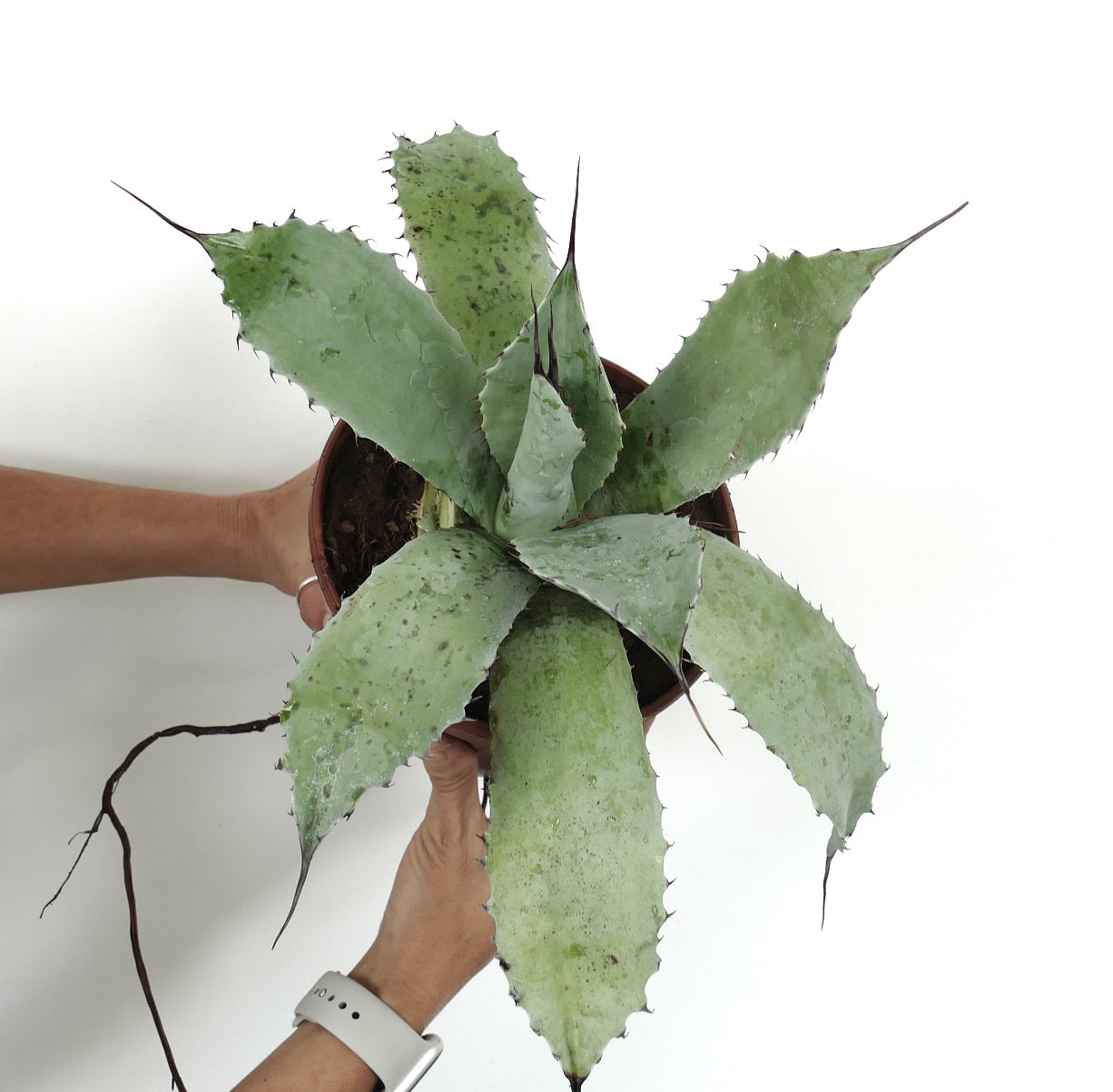 Agave ovatifolia X Agave cerulata succulent with broad, spiny-edged blue-green leaves in pot