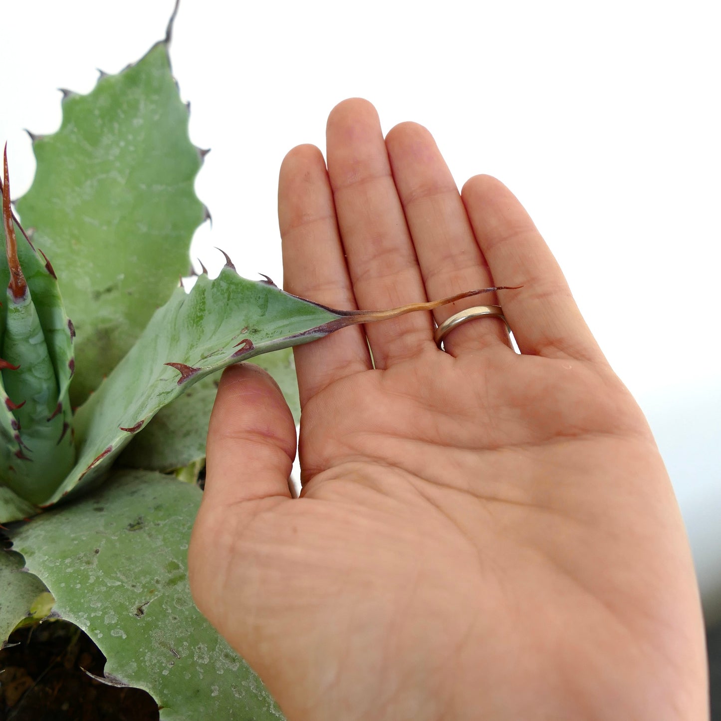 Agave ovatifolia X Agave eborispina succulent with wavy edges and long final spines