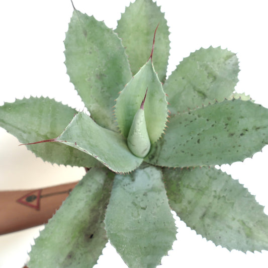Agave ovatifolia X Agave hiemiflora succulent with thick blue-green leaves and sharp reddish spines