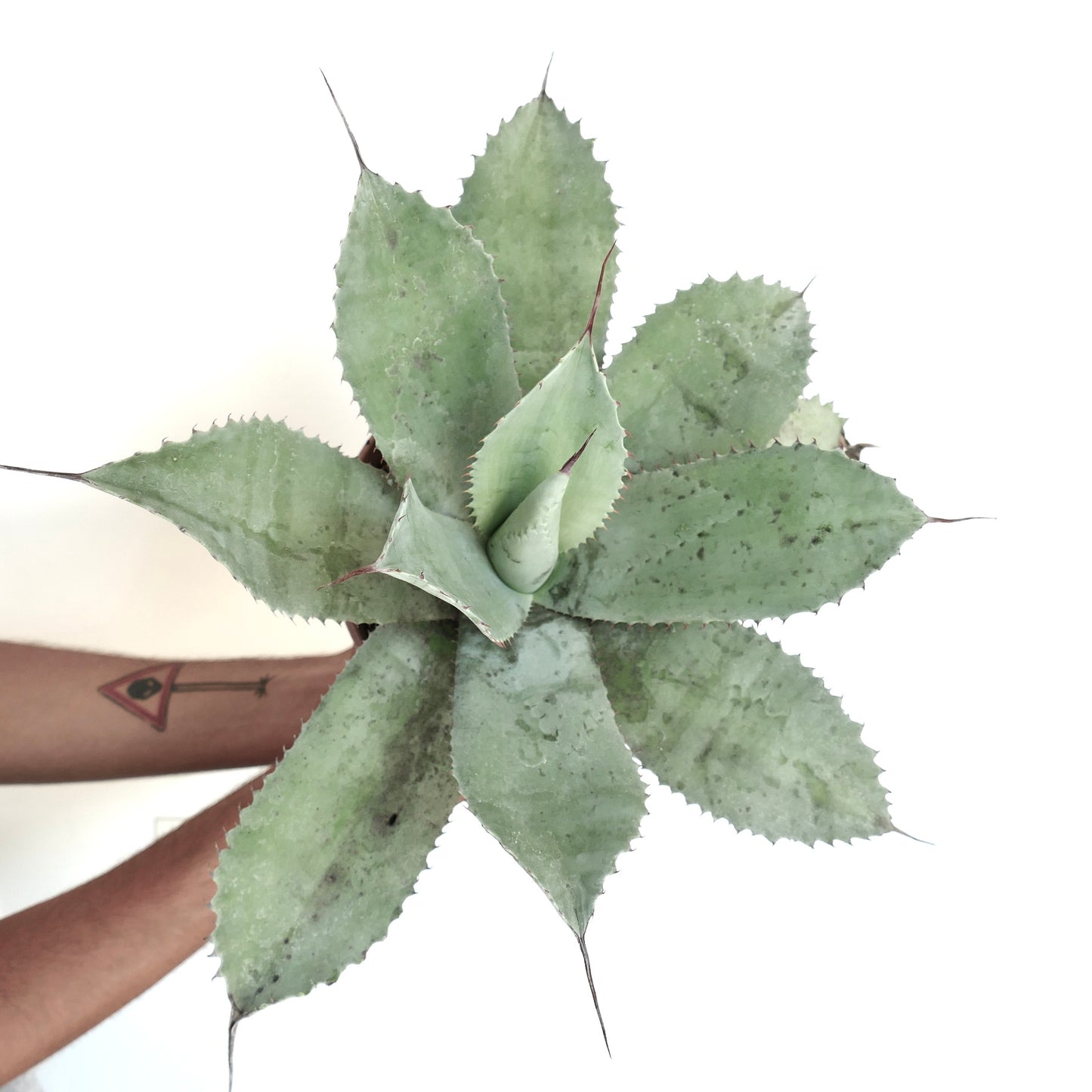 Agave ovatifolia X Agave hiemiflora succulent with broad spiny gray-green leaves and pointed tips