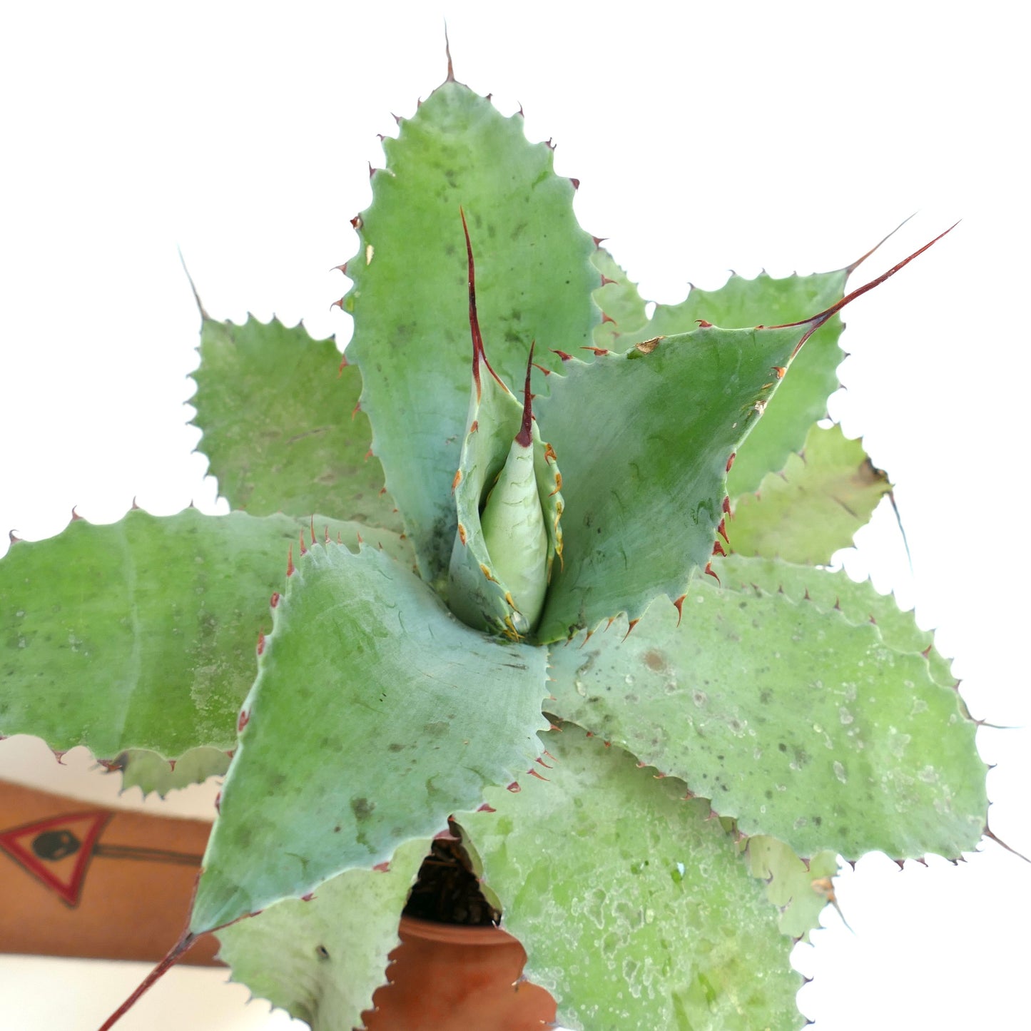 Agave ovatifolia X Agave hiemiflora X Agave parrasana succulent with broad spiny blue-green leaves and sharp red tips