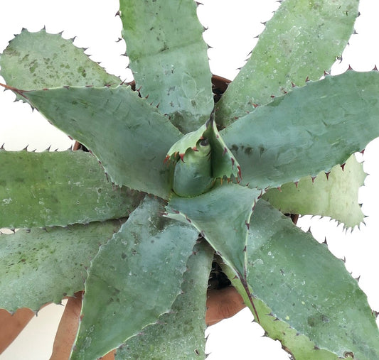 Agave ovatifolia X Agave hurteri Sukkulente mit breiten, dornigen, grau-grünen Blättern und strukturierter Oberfläche