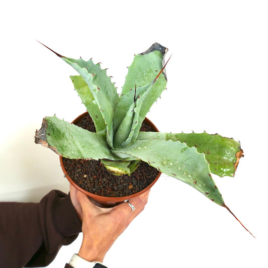 Agave ovatifolia X Agave marmorata succulent hybrid with broad spiny blue-green leaves
