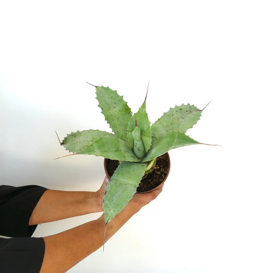 Agave ovatifolia X Agave uthaensis X Agave parrasana F3 Sukkulente mit breiten, dornigen Blättern in kleinem Topf