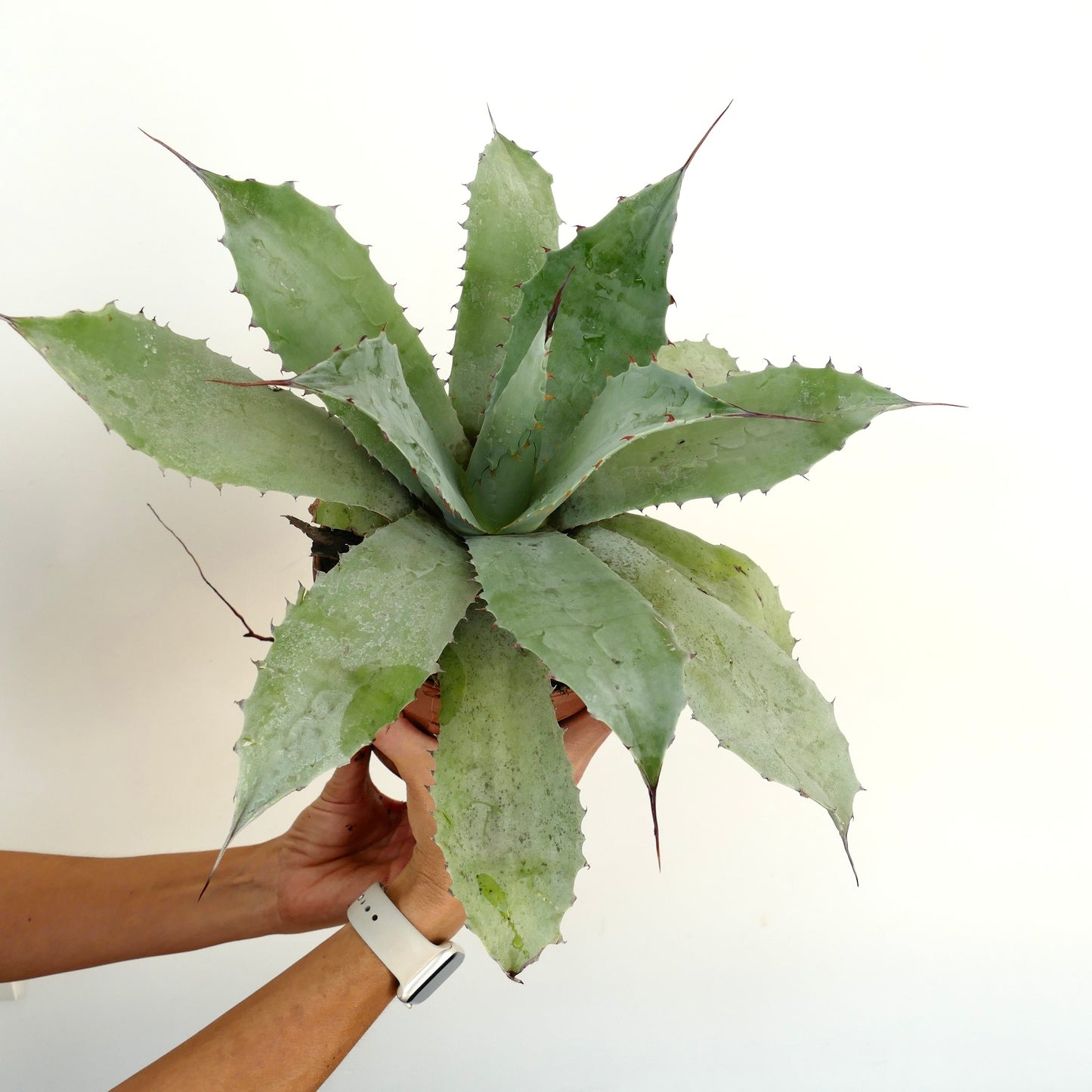 Agave ovatifolia X Agave verschaffeltii succulent con foglie larghe spinose e punte appuntite