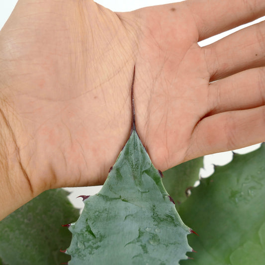 Agave ovatifolia X Agave verschaffeltii Sukkulentenblatt mit scharfen roten Stacheln und blau-grüner Textur, Nahaufnahme