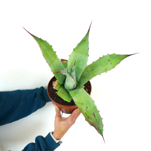 Agave ovatifolia X Agave weberi (Mr. Corsi HYBRID) CLONE-A A90
