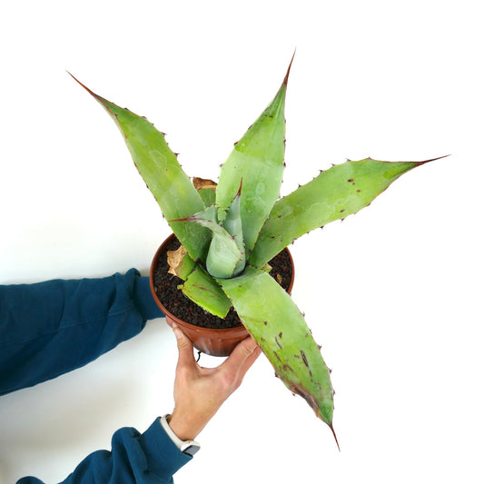 Agave ovatifolia X Agave weberi succulent hybrid with thick green leaves and sharp spines
