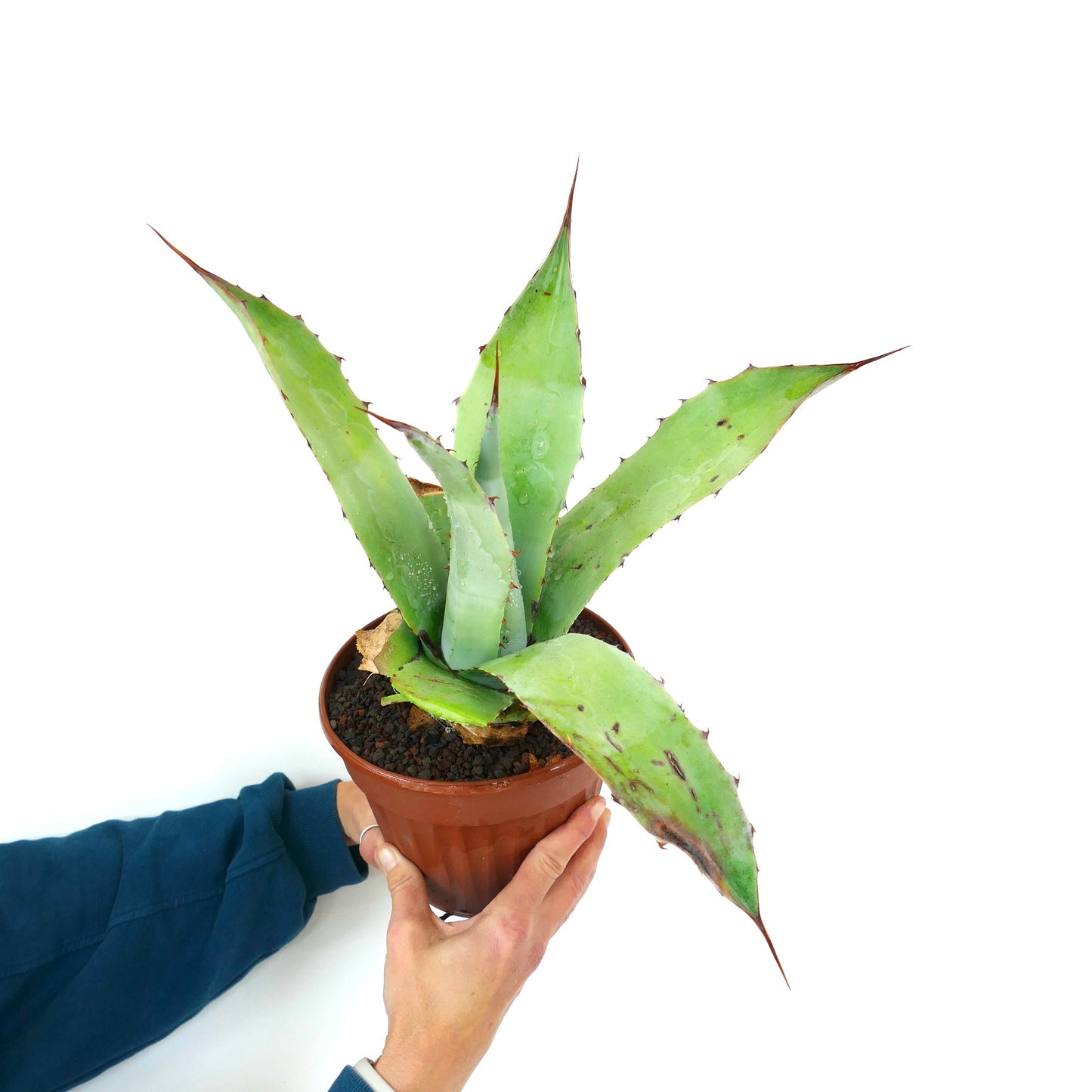 Agave ovatifolia X Agave weberi succulent hybrid with broad spiny green leaves in pot