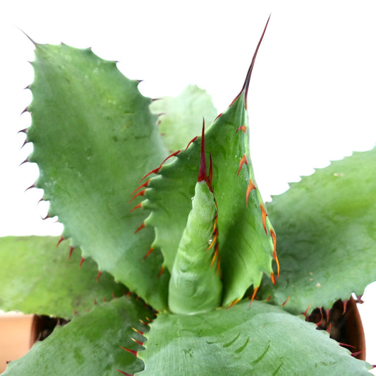 Agave ovatifolia x Agave bovicornuta succulent with broad green leaves and reddish spines
