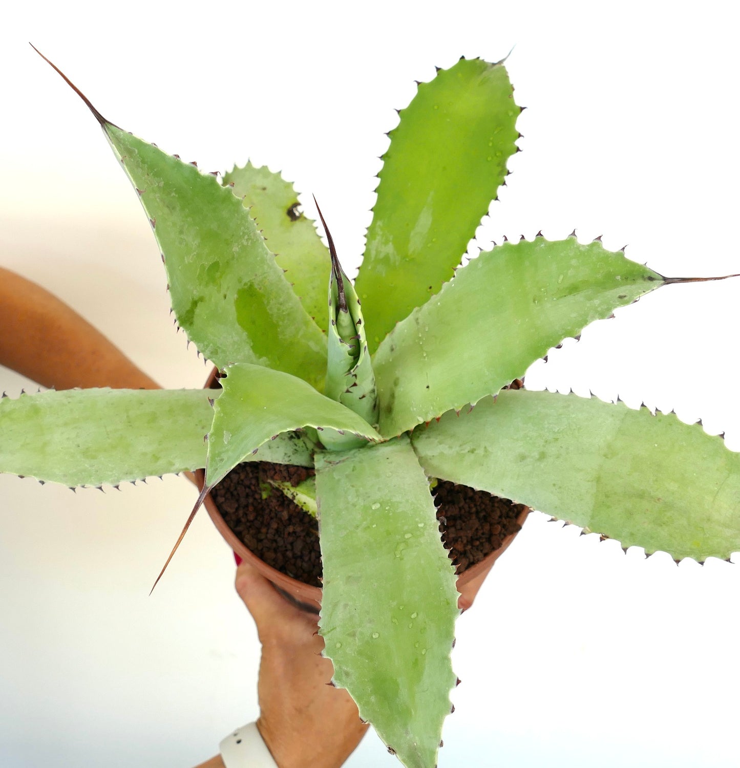Agave ovatifolia x Agave celsii X Agave eborispina succulent with broad spiny green leaves in terracotta pot